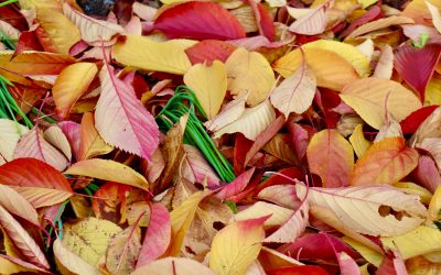 Herbstsspaziergang