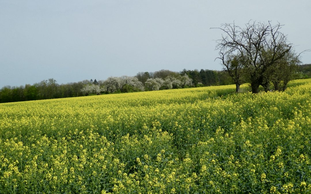 Friedrichsdorf nach Pfaffenwiesbach
