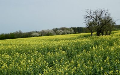 Friedrichsdorf nach Pfaffenwiesbach