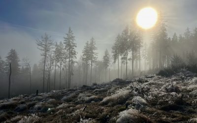 Im Taunus – Jahresende 2024