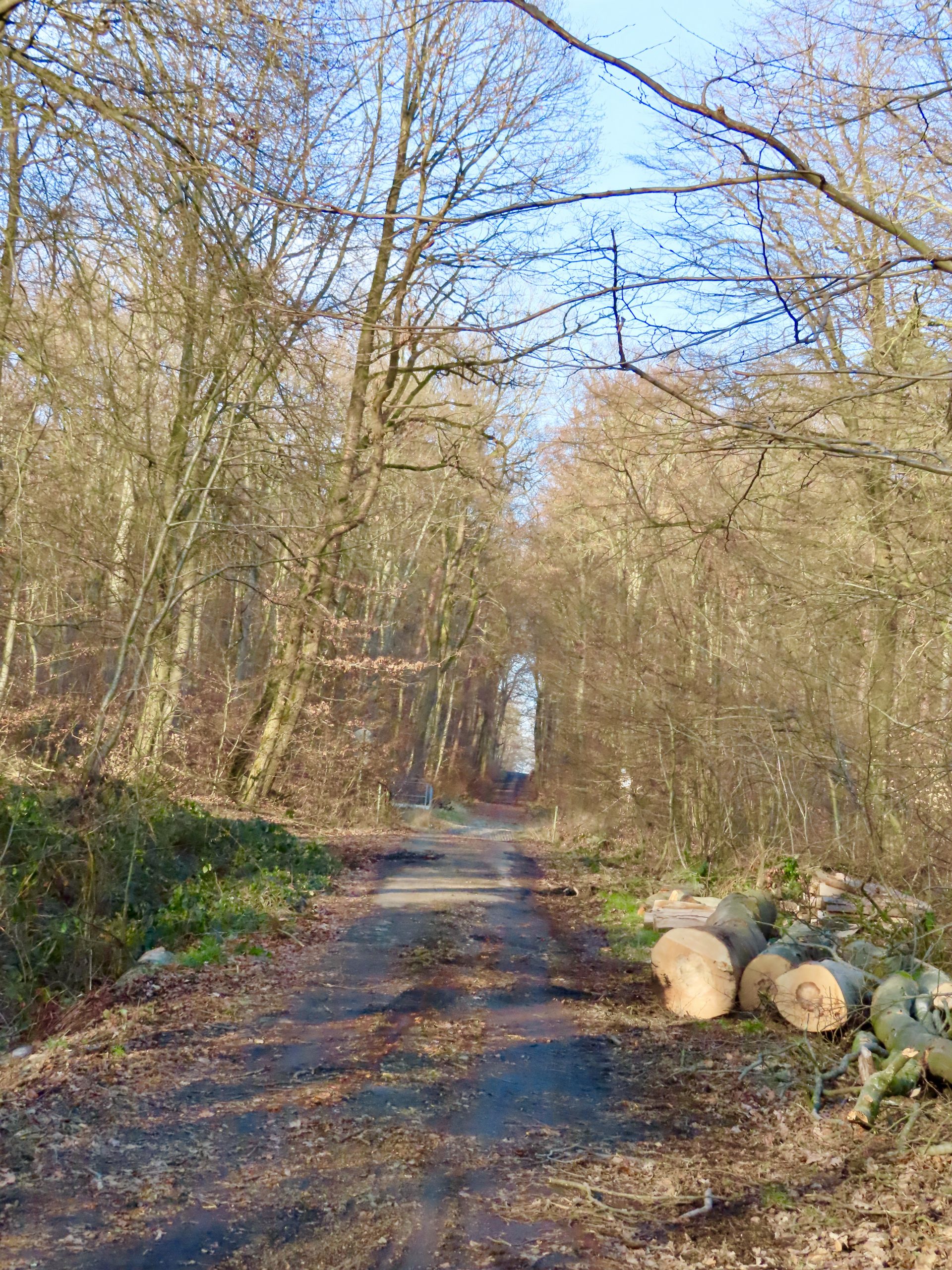 2025-02 Friedrichsdorf nach Pfaffenwiesbach 04