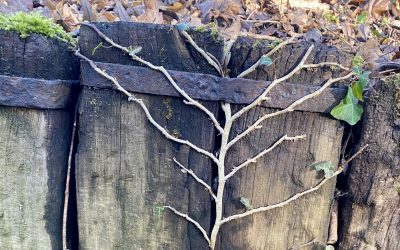 Stilfser Joch in Bonames